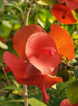 Red Chinese Hat Plant, Cup and Saucer Plant, Parasol Flower, Holmskioldia sanguinea 'Rubra'